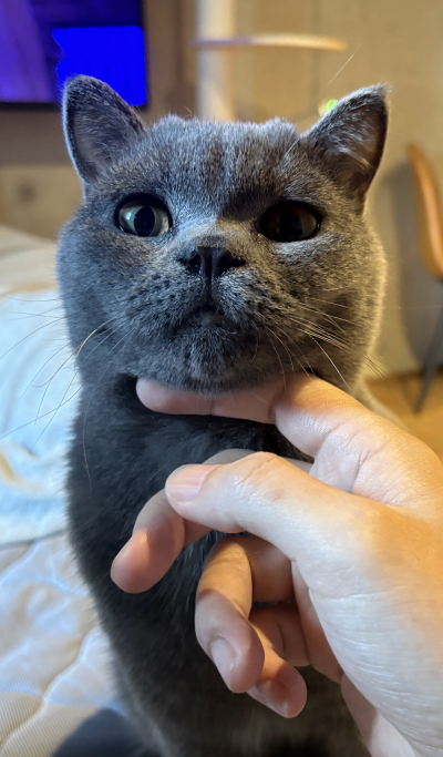 ヤス