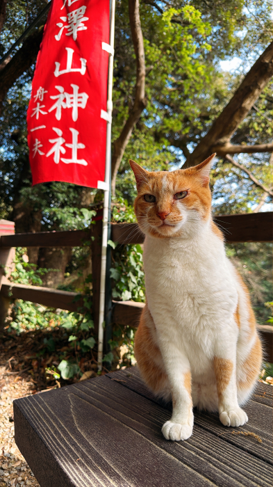 颯月