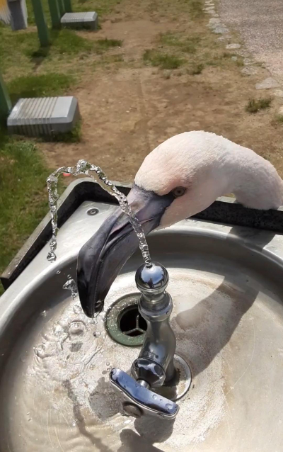 7436