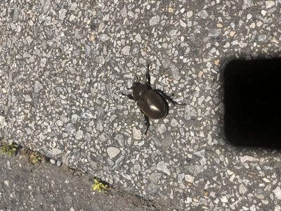 秋