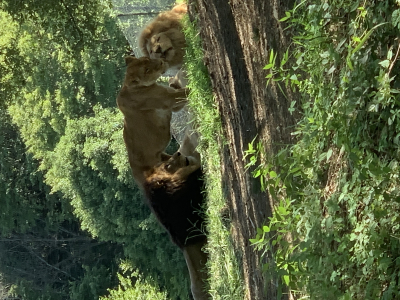 ユウマ