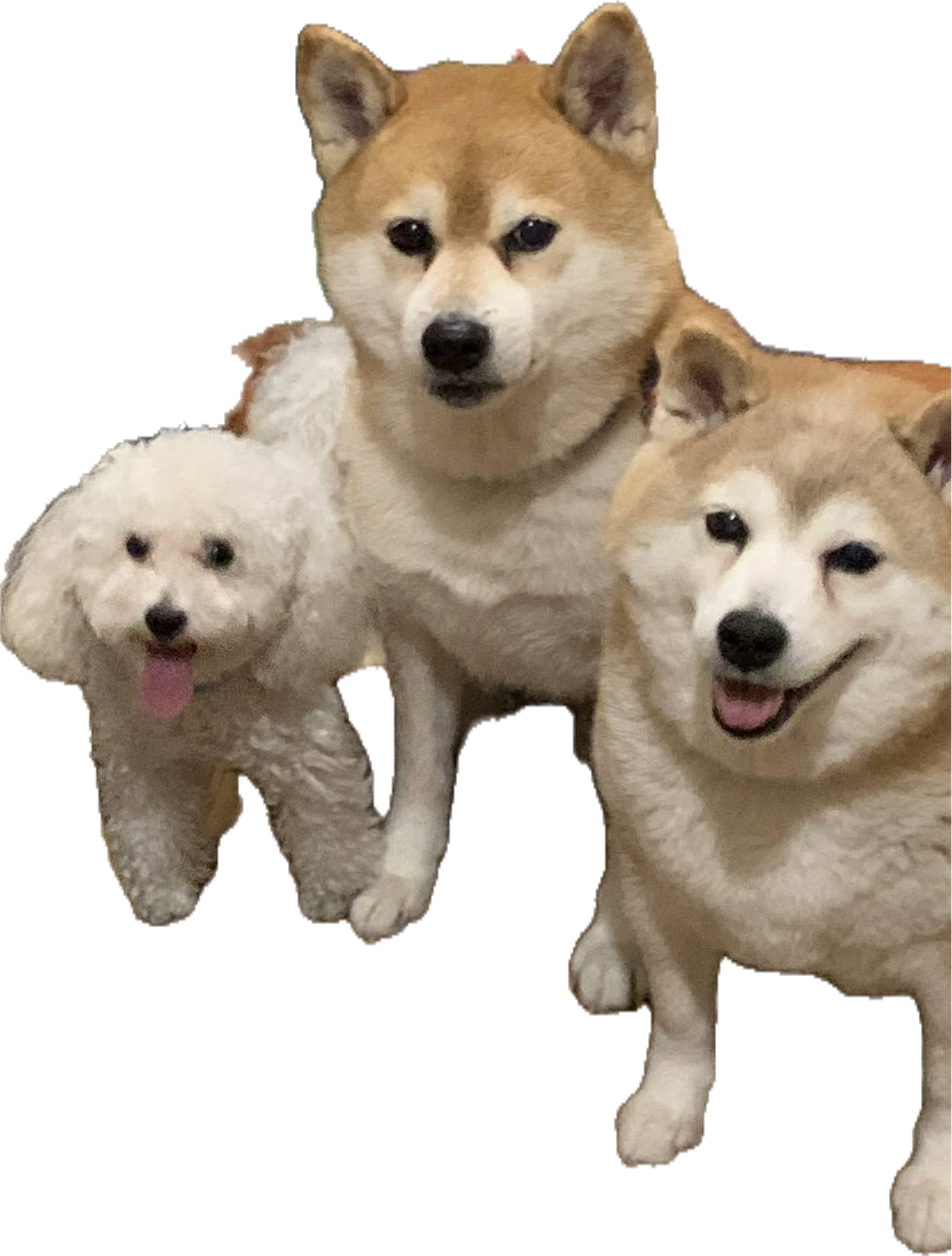 ツヨシ